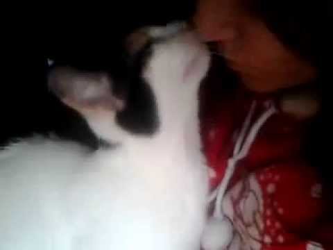 Azucena - La gata mas dulce en adopción