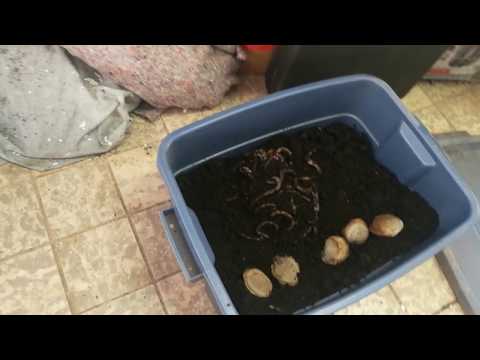 Raise your own Worms for Bait
