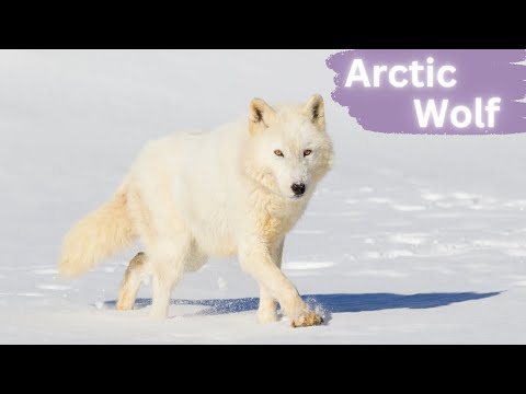 Arctic Wolves | Spectral Guardians of the Tundra
