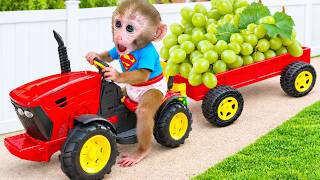 Download lagu Monyet Bon Bon Imut Memanen Buah dan Mencuci Mobil Bersama Teman-Teman mp3