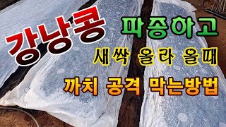 [텃밭농부.936]  강낭콩 파종하고 새들의 공격을 막는 방법 #강낭콩재배