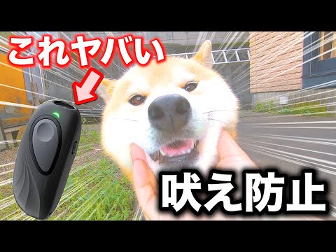 犬の無駄吠えを防ぐためのヒント