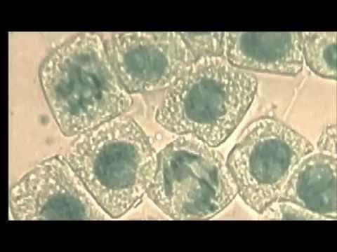 mitosis ascaris tojásban