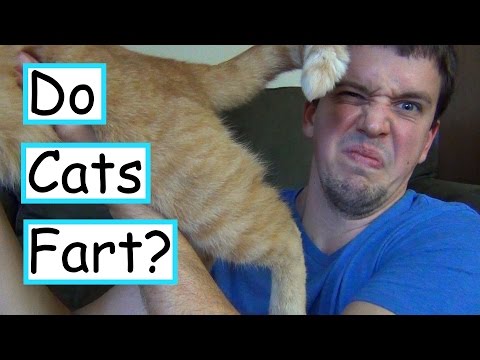 Do Cats Fart? - YouTube