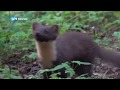 ZELDZAAM: boommarter gespot in het Noordhollands Duinreservaat