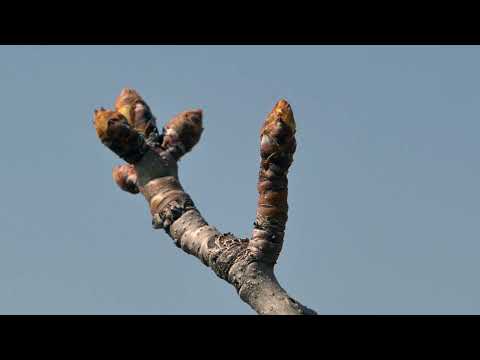 Naša priča ep. 344 31.03.2022. Milićevci, porodica Pantović, vočarstvo, jabuke, kruške, kajsije