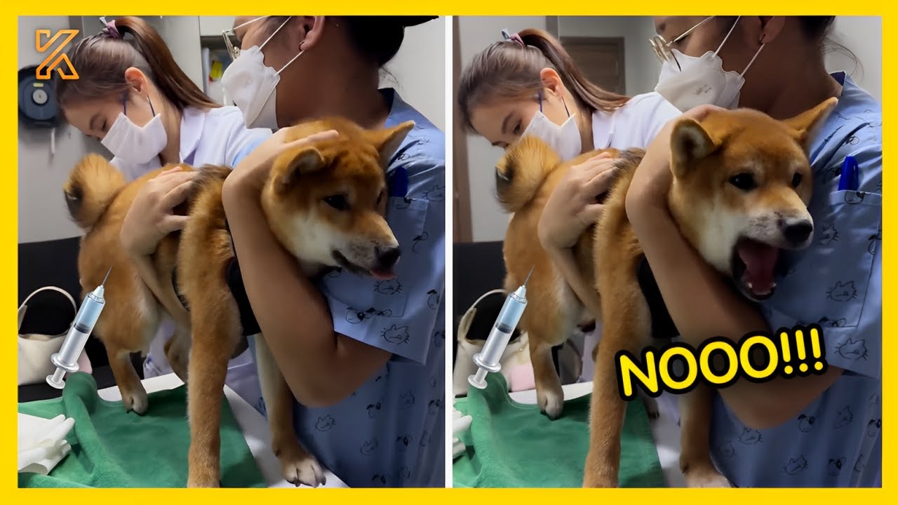🐕💉Animal's Dramatic Reaction at the Vet 😂 Funniest Animal Moments