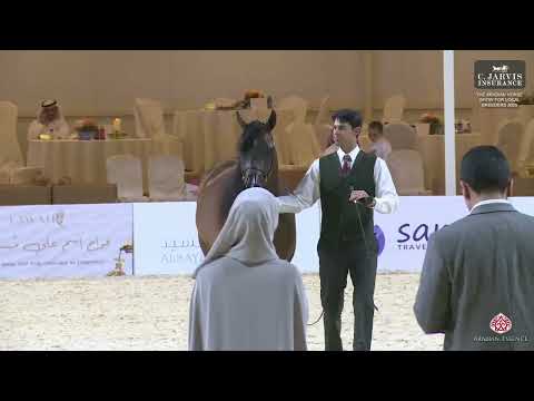 N 215 RAHBAH ATHBAH   The Arabian Horse Show For Local Breeders 2025   Mares 7+ Years Old Class 5