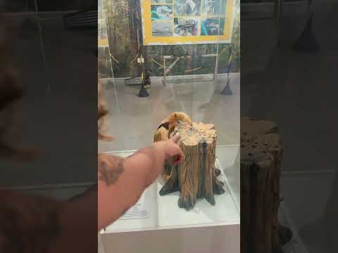 Visitando Museu de Flexeiras-AL