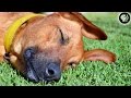 Do Dogs Dream?
