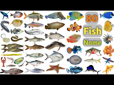 Fish Vocabulary ll 80 Fishes Name In English With Pictures ll Sea Fishes and Pond Fishes