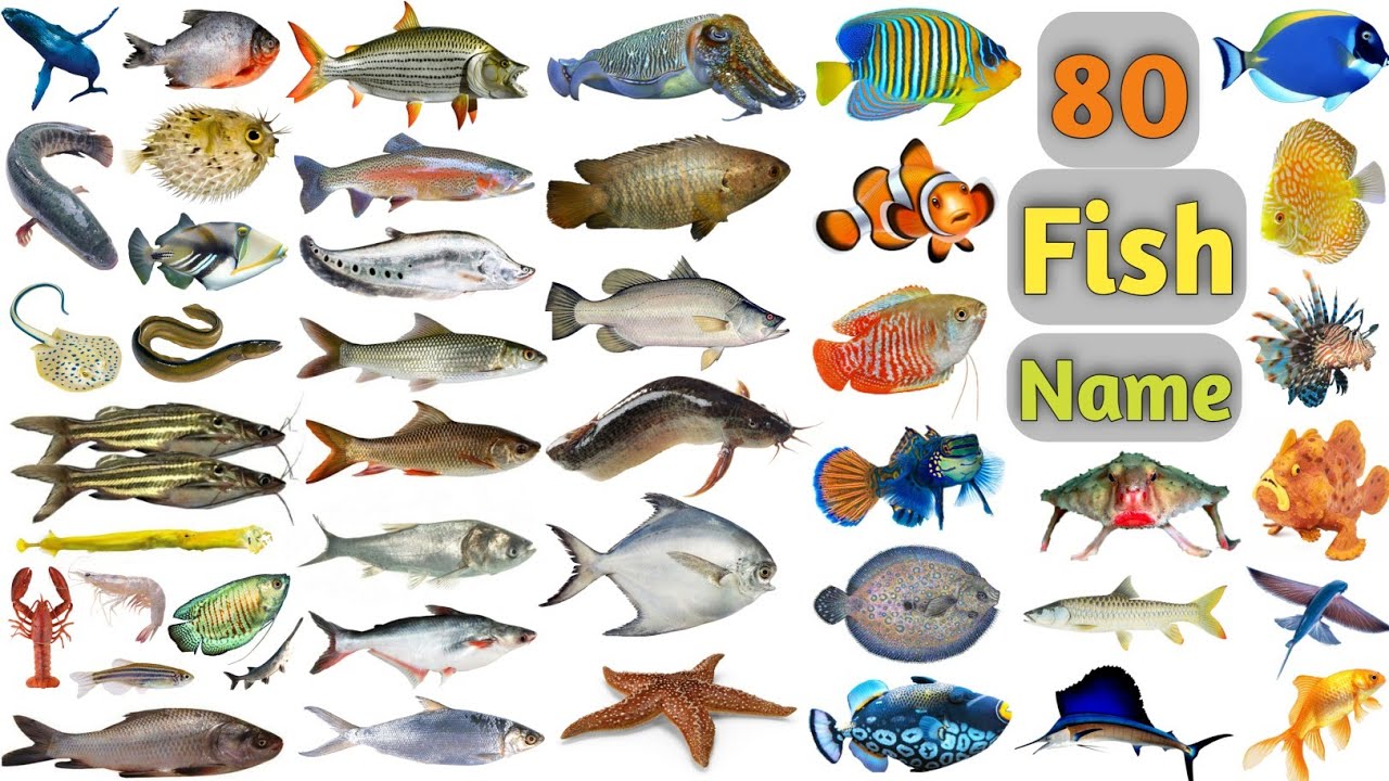 Fish Vocabulary ll 80 Fishes Name In English With Pictures ll Sea Fishes and Pond Fishes