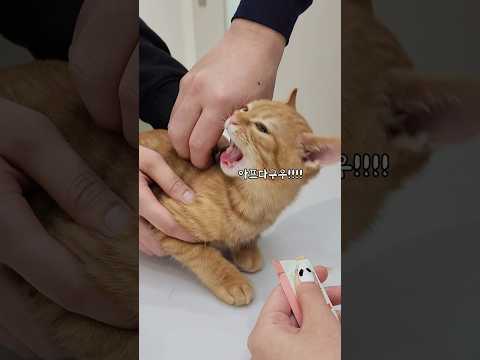 두번째는 못참는 고양이