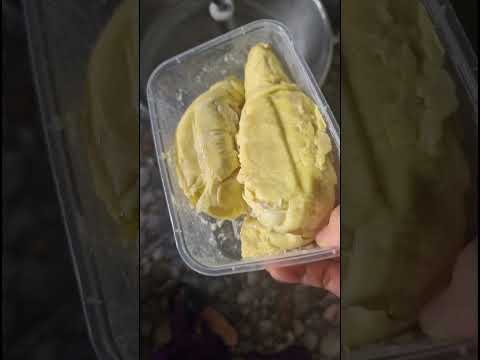 pallu butung durian