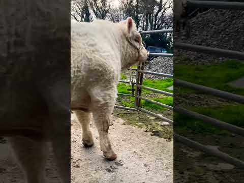 🔥 CHARO BULL | TOP 1% | EASY CALVING | PROVEN 🔥 - Image 2