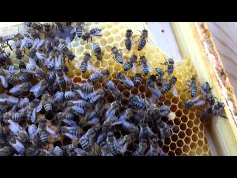 Mateczka ratunkowa żywa