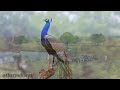 Fozia Soomro Marwadi Song Apni Mulk Meehan Watho Utah Balmiya Uthe Jo Latest Barsaat Song