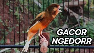Download lagu Kenari Gacor Ngerol Sampai Tuntas – Cocok untuk Isian & Pancingan  Kenari PAUD AGAR BUNYI! mp3