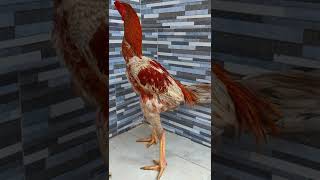 Download lagu amung ayam kembang latar 🐓😁 #fyp #ayam #ayambangkok #ayamkampung #pecintaayam #storywa #story mp3