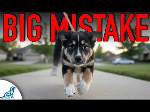 Don’t Walk Your Puppy Outside Until You See This