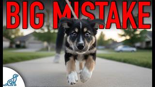 Don’t Walk Your Puppy Outside Until You See This