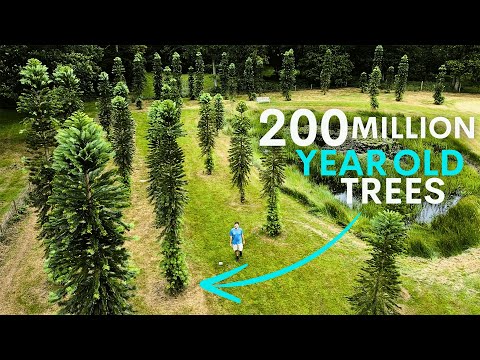 Australia's Dinosaur Trees are Thriving in Britain - here's why