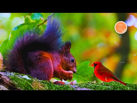 Videos for Cats to Watch - ✨Magic Forest🌿with Birds🦚, Squirrels 🐿️ and Mice🐀 |No Ads|