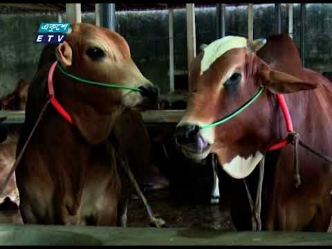 দেশের পশু দিয়েই কোরবানীর চাহিদা মেটানো যাবে মতামত বিশ্লেষকদের