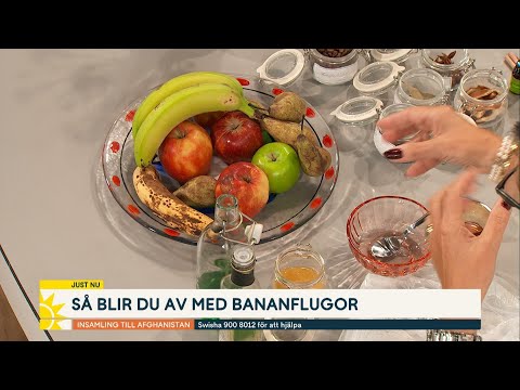 Så blir du av med bananflugorna | Nyhetsmorgon | TV4 & TV4 Play