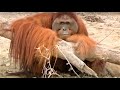 Incredible Orangutan Moments (Part 2) | Top 5s | BBC Earth