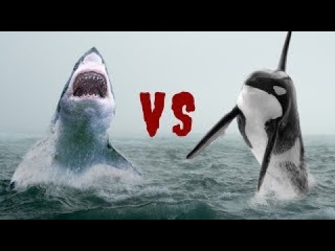 Revenge of killer whales! orcas attacked a great white sharks |ARBS| Battle of the titans