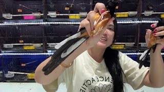 Download lagu UP DATE TERBARU CUCAK ROWO,WAMBI,KACER DAN MURAI AVATAR 14-6-2026 mp3