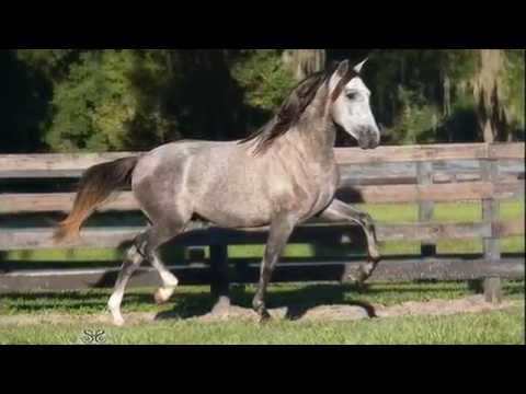 Picasso MC - 2013 Grey Andalusian Colt - SOLD