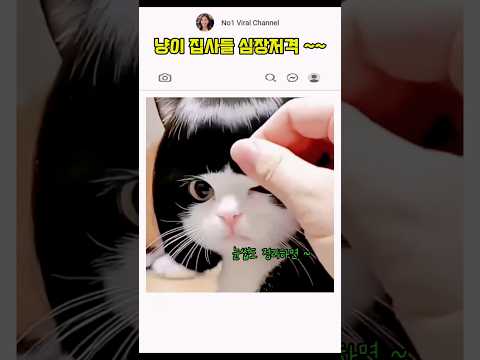 심장저격 냥이