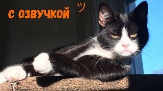 СМЕШНЫЕ КОТЫ С ОЗВУЧКОЙ – Лютые приколы с котами и кошками (Смешные кошки МатроскинТВ) 2019