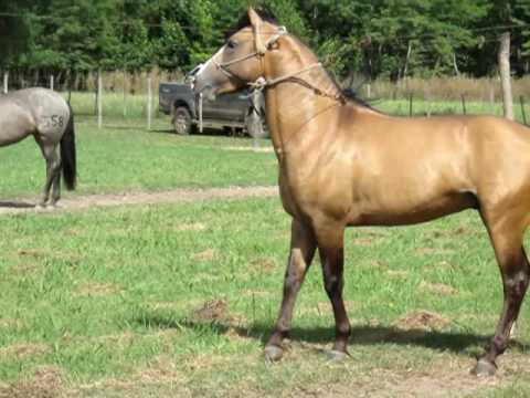 PADRILLO CRIOLLO ARGENTINO