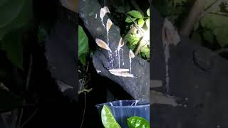 Download lagu Getah Nangka Sebagai Racikan Pulut Super mp3