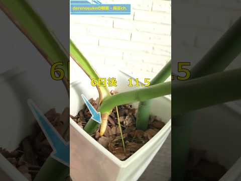 翡翠の木の気根？あなたの植物はあなたに何を伝えようとしているのでしょうか？  庭園