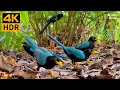 Cat TV For Cats To Watch Naughty Blue Birds Cute Squirrels 8 Hours 4K HDR