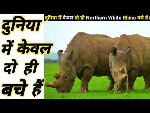 दुनिया में केवल दो ही बचे हैं बस || The Last two Northern White Rhinoceros - By Fact Kaksha #shorts