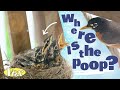 Why bird nests aren't covered in poop