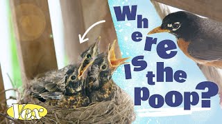 Why bird nests aren