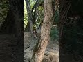 Mes Animaux Préférés Les SURICATES Zoo Pourtoi