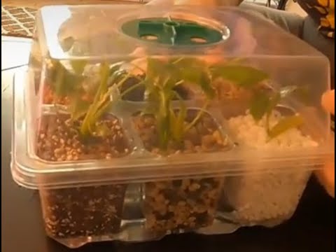 Làm cứng nuôi cấy mô "Làm thế nào để" với một bước ngoặt! Đoạn giới thiệu