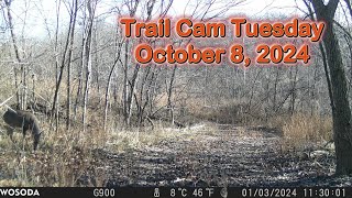Trail Cam Tuesday - October 8, 2024