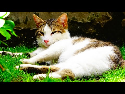 What Do STRAY CATS Do During The Day? (CATS - KITTENS)
