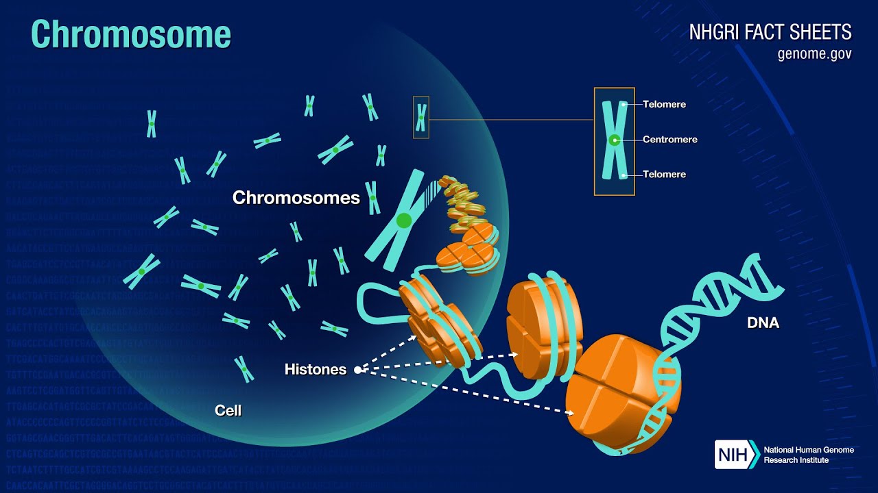 The Eukaryotic Chromosomes