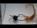 Scorpion Vs Black Widow Warning May Be Disturbing To Some Viewers