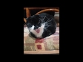 Hiss Or Yawn Long Whiskered Tuxedo Cat