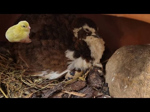 Natural breeding with quail mom Gisela
